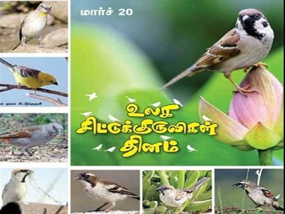 உலக சிட்டுக் குருவிகள் தினம்!!