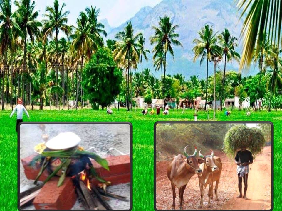 தைப் பிறந்தாச்சு.. ஒரு நம்பிக்கை, ஒரு மகிழ்வு, ஒரு எதிர்பார்ப்பு வந்தாச்சு!