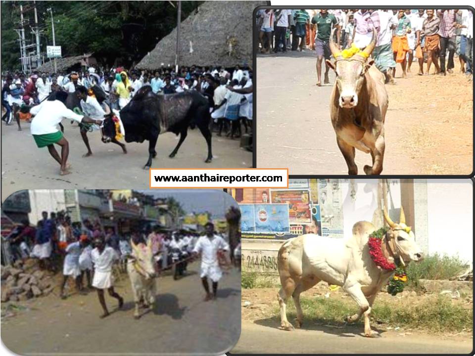 தடையை மீறி மஞ்சுவிரட்டு!