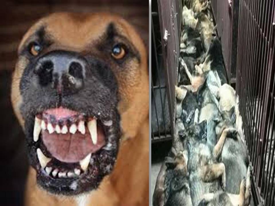 மோப்ப நாய்களை மொத்தமாக கொன்ற அமெரிக்க பாதுகாப்பு நிறுவனம் மீதான சர்ச்சை!