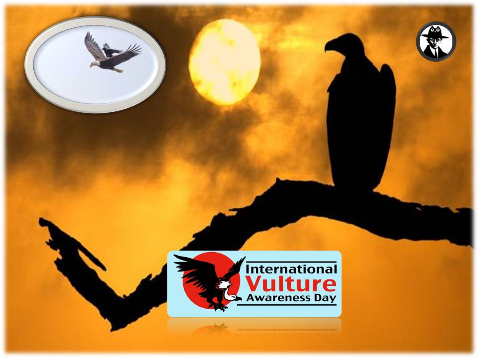 இன்று சர்வதேச கழுகுகள் தினம்﻿!