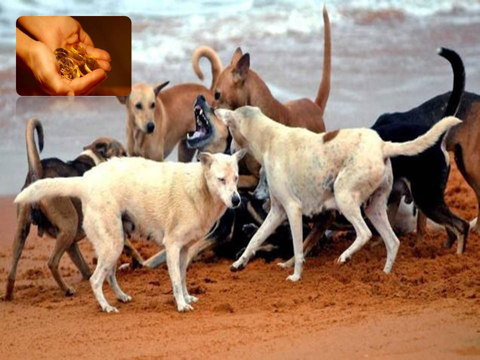 தெருநாய்களை கொன்றால் தங்க நாணயம் பரிசு! – கேரளா ஸ்டூடன்ஸ் அறிவிப்பு