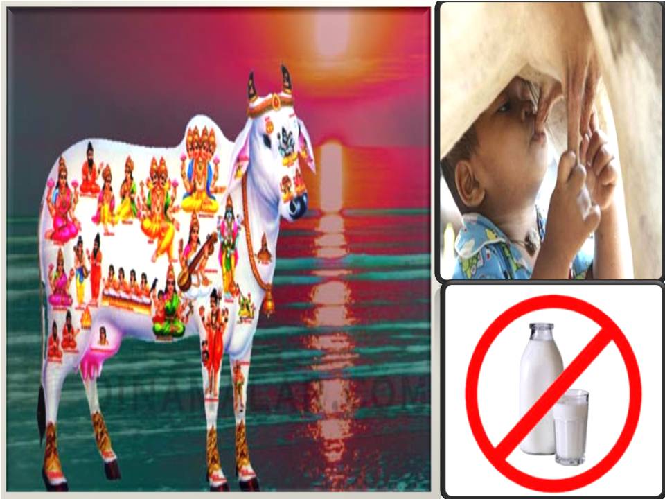 நகரத்தைத் தேடி வரும் நாட்டு  மாட்டுப் பால் வியாபாரம்! – லிட்டர் 100 ரூ மட்டுமே!