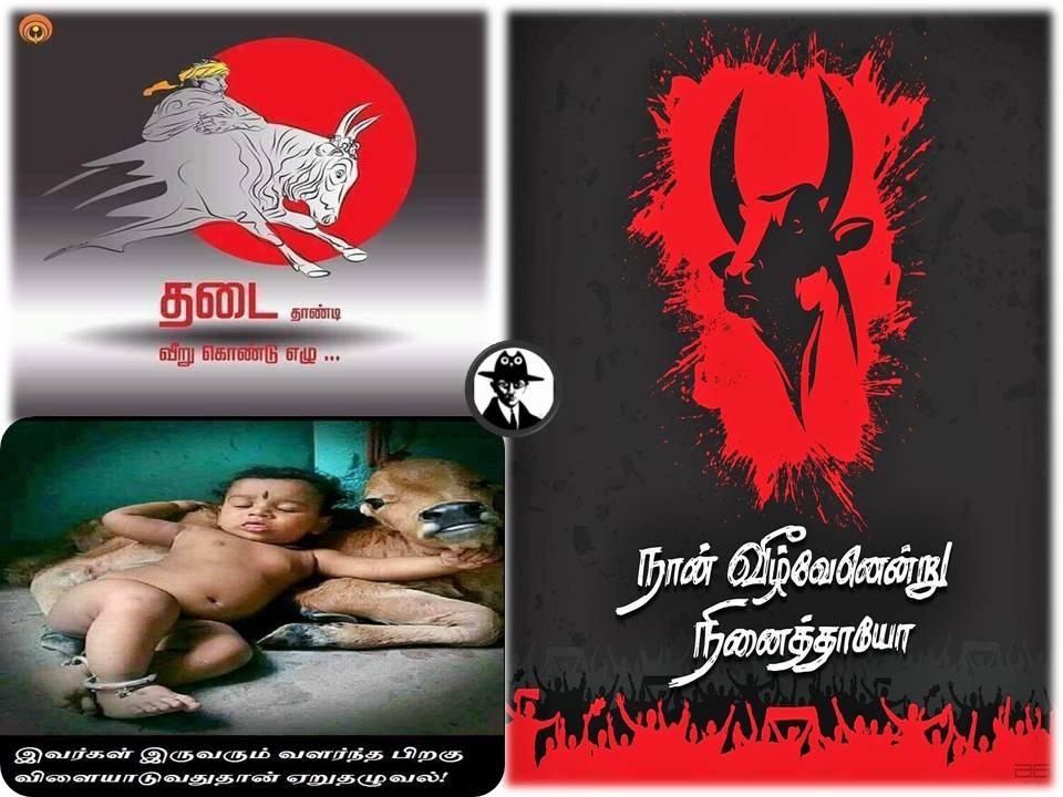 ஜல்லிக்கட்டுக்கு அவசர சட்டமா? விட மாட்டோம்! – பீட்டா அறிவிப்பு