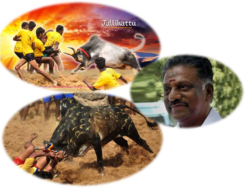 ஜல்லிக்கட்டு-க்கான  தமிழக அரசின் விதிமுறைகள்!