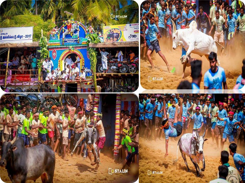 அலங்காநல்லூர் ; ஜல்லிக்கட்டு ஜமாய்ச்சிட்டாங்க!