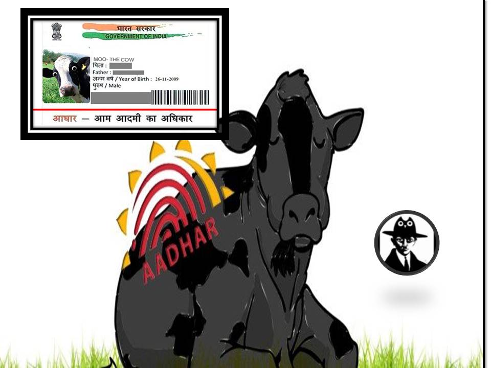 பசுக்களுக்கு(ம்) ஆதார் டைப்பில்  அடையாள எண்! – மத்திய அரசு முடிவு