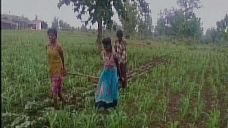 மாடுகளுக்குப் பதில் மகள்களை ஏரில் பூட்டி விவசாயம் – ம. பி. ஷாக்!