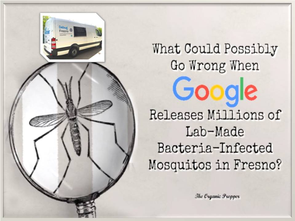 மலட்டுத் தன்மையுடனான ஆண் கொசுக்களை உற்பத்தி செய்கிறது கூகுள்!