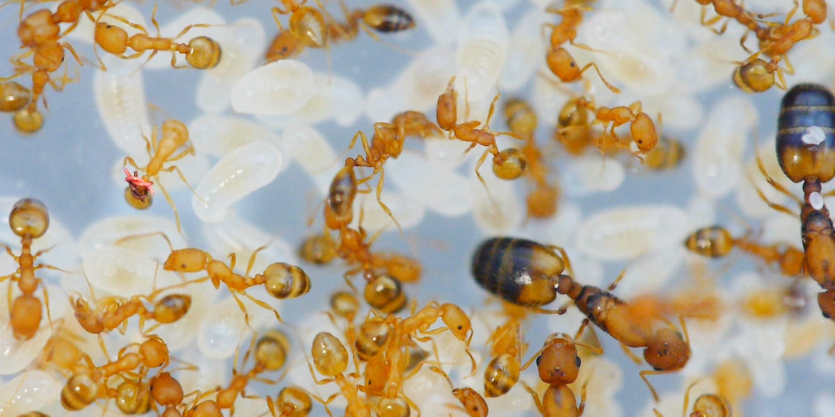 சாதி என்பது சமூக நோய் மட்டுமல்ல –  சமூகத்தில் மரபணு நோயையும் அதிகரிக்கிறது!