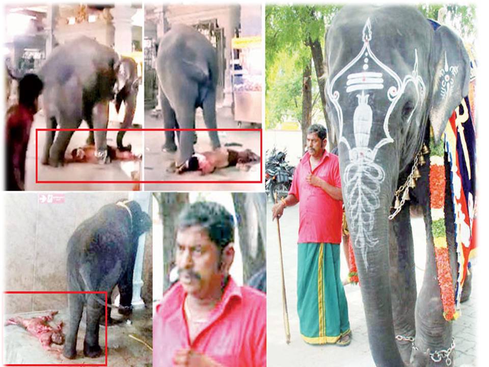 சமயபுரம் கோயிலில் பாகனை சாகடித்த யானை! – காரணம் என்ன?