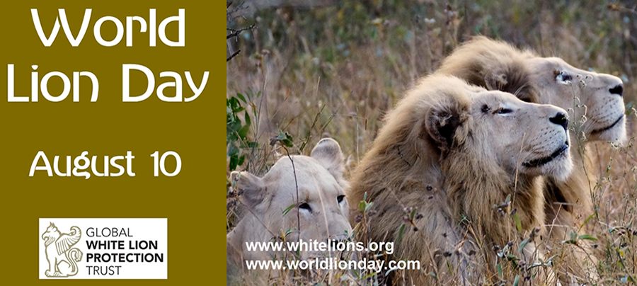 உலக சிங்கங்கள் தினம்!