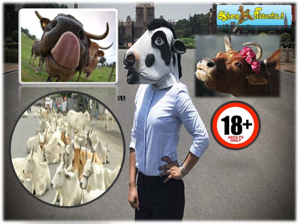 எங்களுடன் புணர்வதற்குக் காளை வேண்டும் ! ?-  ஒரு பசுவின் ஏக்கம்! ?