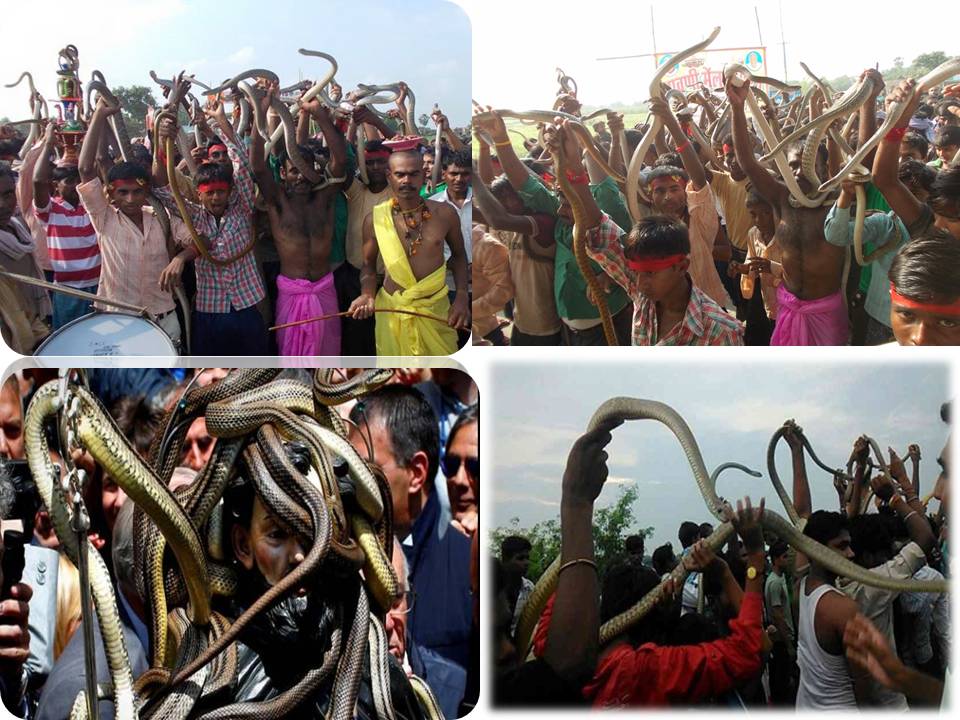 பக்தி என்ற பெயரில் பாம்புகளை கொடுமைப் படுத்துகிறார்களா? நாக பஞ்சமி சர்ச்சை