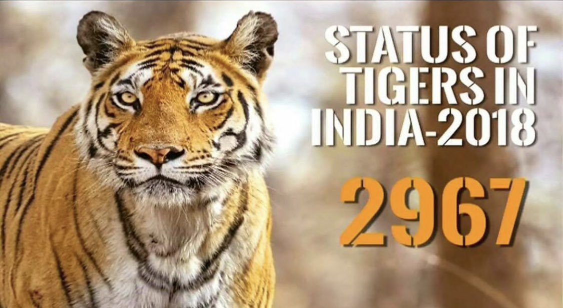 இந்தியாவில் இப்போ சுமார் 3 ஆயிரம் புலிகள்! – பிரதமர் மோடி அறிவிப்பு!