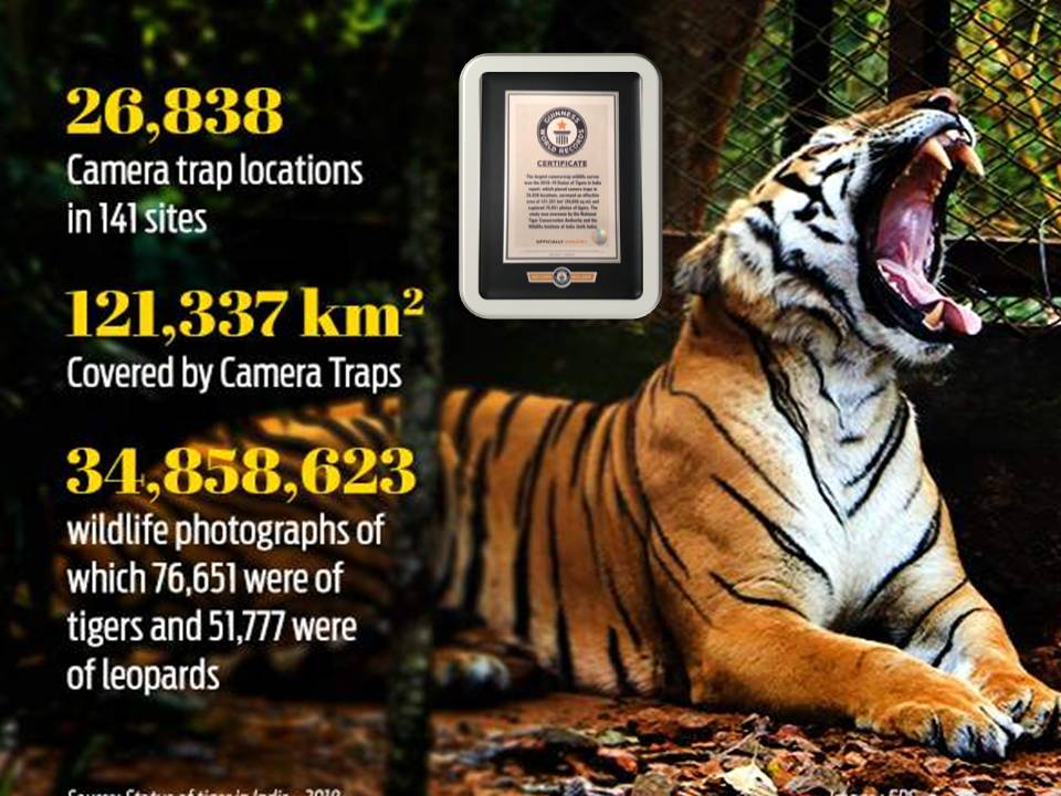 புலிகள் கணக்கெடுப்பில் கின்னஸ் சாதனை படைத்தது இந்தியா!