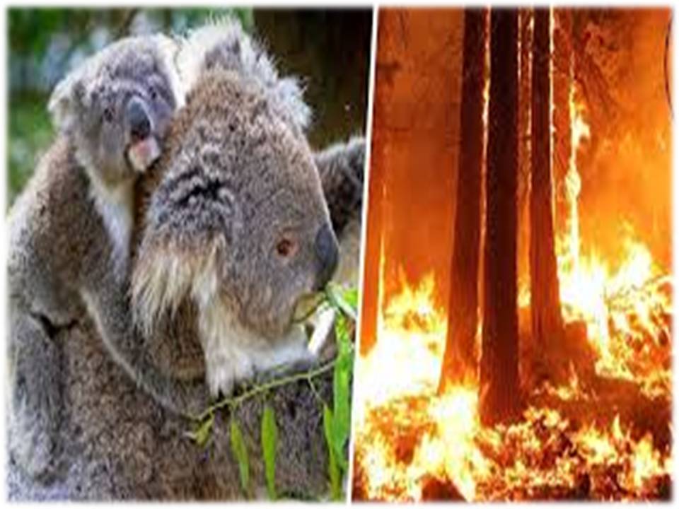 ஆஸ்திரேலியாவில் ஏற்பட்டகாட்டுத் தீயில் 60,000  கோலா கரடிகள்  பலி!