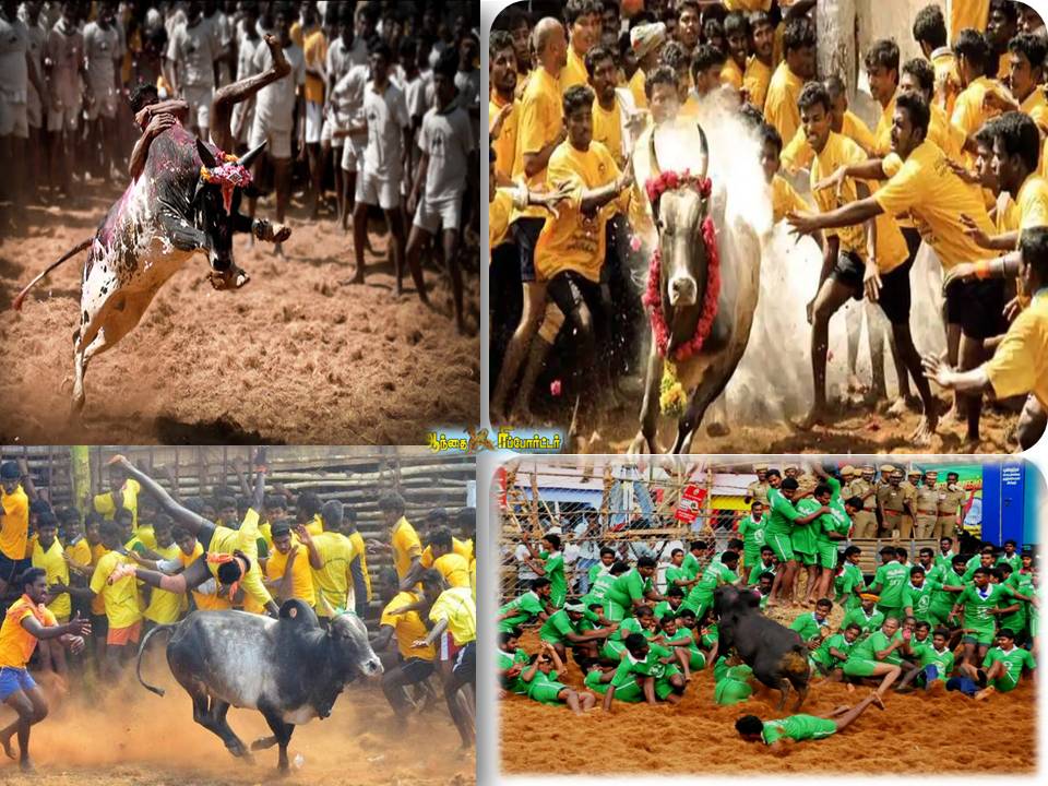 தமிழ்நாட்டில் ஜல்லிக்கட்டு நடத்த அரசு அனுமதி!