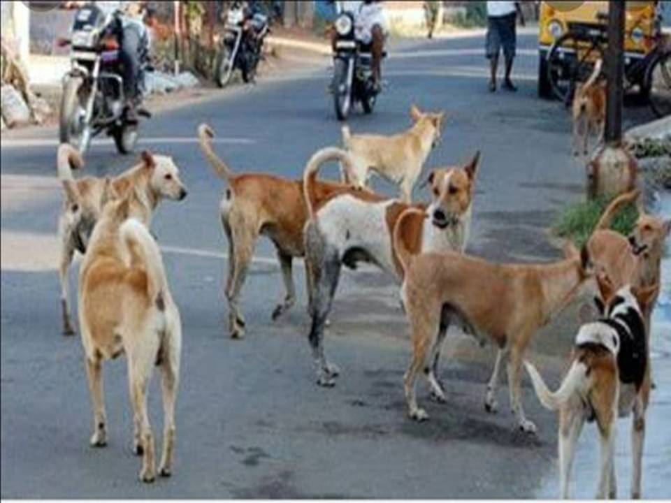 தெருநாய்களுக்கு உணவுக் கொடுத்து பழகுங்க!
