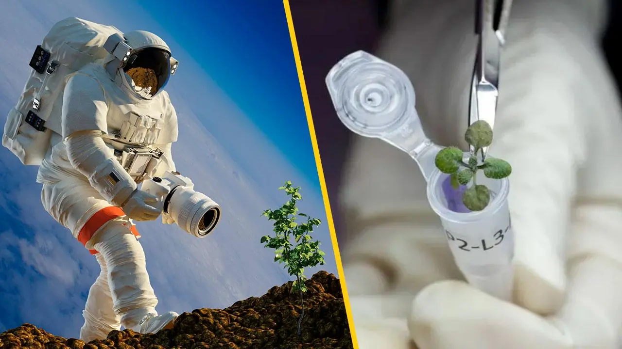 நிலவின் மண்ணில் வளர்த்த செடிகள்: வேர்கள், இலைகள் வளரவில்லை!- நாசா தகவல்