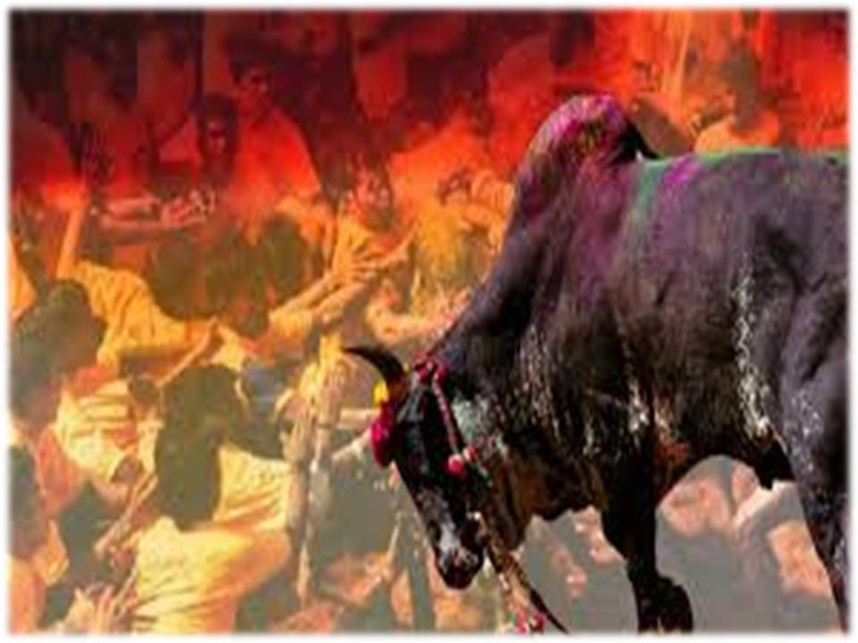மாடுபிடி வீரர் மரணமும் ; உணர்ச்சிப் பிழம்புகளும்..!