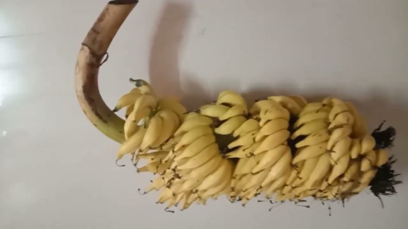 புவிசார் குறியீடு வாங்கியுள்ள குமரி ’மட்டி’ ரக வாழைப்பழத்திற்கு என்ன ஸ்பெஷல்?