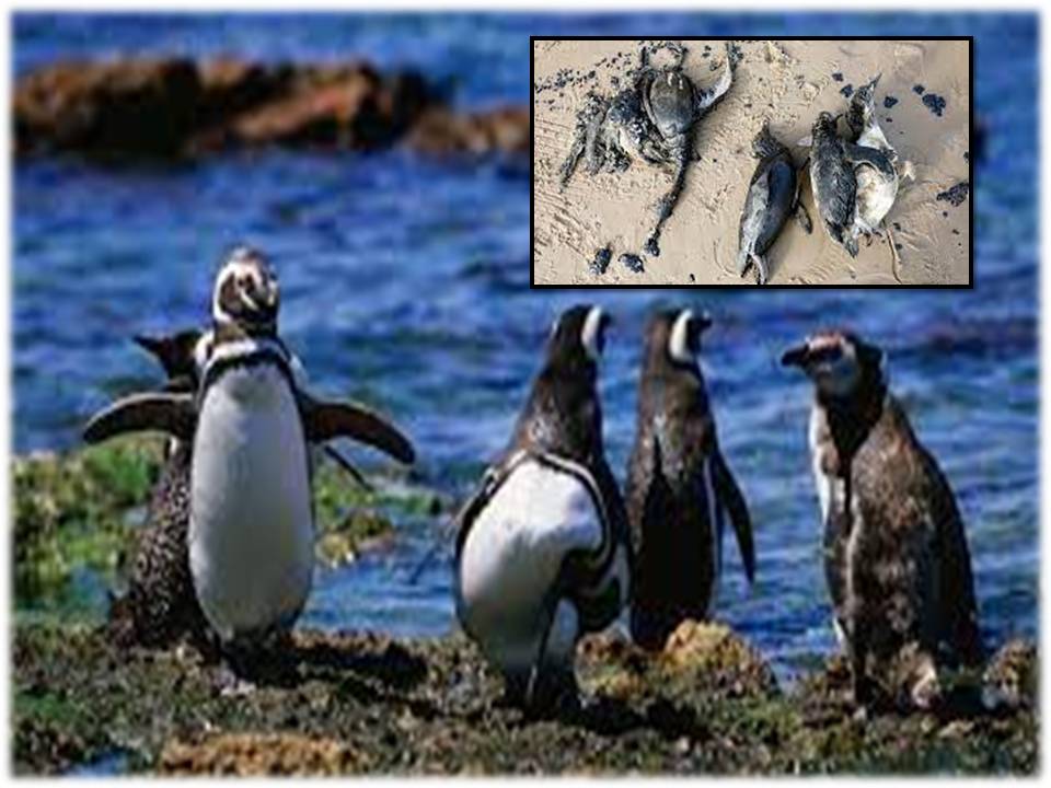 உருகுவே நாட்டின் கடற்கரையில் உயிரிழந்த நிலையில் ஒதுங்கிய 2000 பென்குவின்கள்!