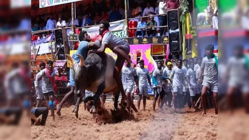 அவனியாபுரம் ஜல்லிக்கட்டு போட்டி : கட்டுப்பாடுகளை அறிவித்தது மாநகர காவல்துறை.!