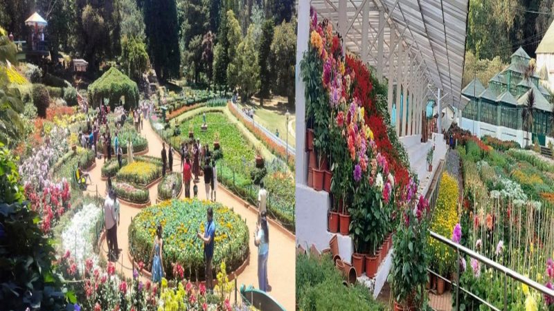 ஊட்டி ஃபிளவர் ஷோ – மே 10 முதல் 10 நாட்கள் நடத்த முடிவு!