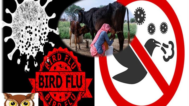 கறந்த பால் மூலம் பறவைக் காய்ச்சல் அல்லது எச்5என்1 எனப்படும் வைரஸ் பரவுகிறது -உலக சுகாதார நிறுவனம் எச்சரிக்கை!