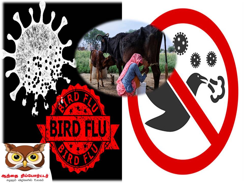 கறந்த பால் மூலம் பறவைக் காய்ச்சல் அல்லது எச்5என்1 எனப்படும் வைரஸ் பரவுகிறது -உலக சுகாதார நிறுவனம் எச்சரிக்கை!
