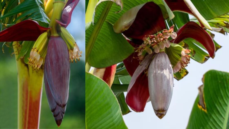 வாழ்க்கையை ஆரோக்கியமாக்க உதவும் வாழைப்பூ