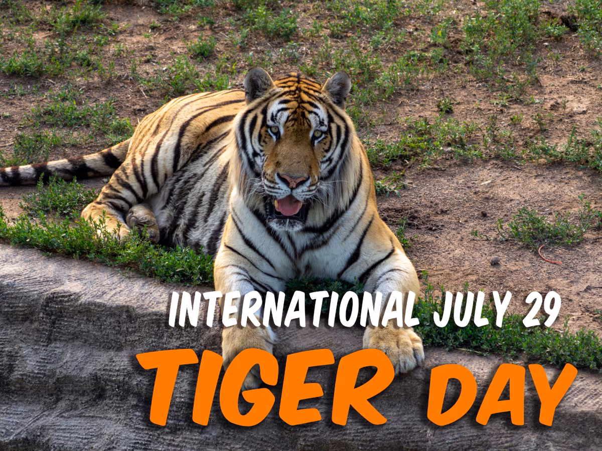 சர்வதேச புலிகள் தினம்!