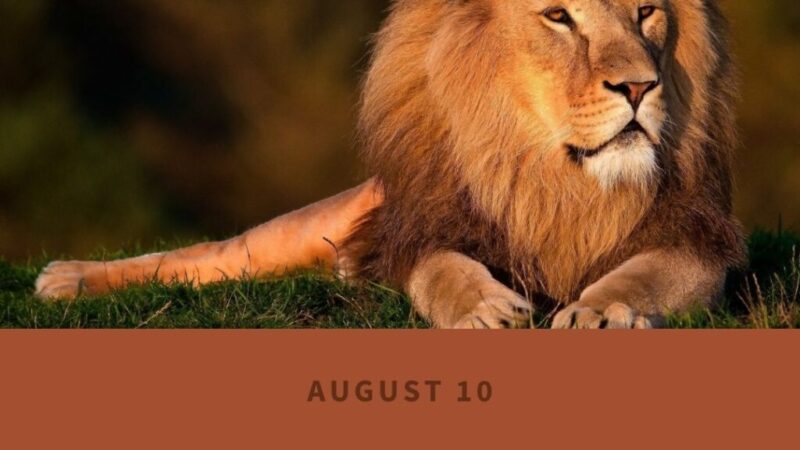 சர்வதேச சிங்கம் தினம்!