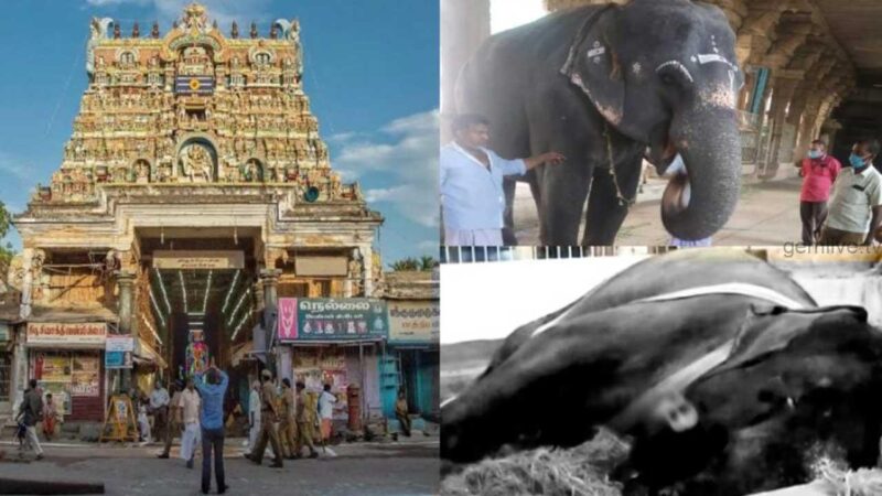 நெல்லையப்பர் கோயில் யானை காந்திமதி உயிரிழந்தது!