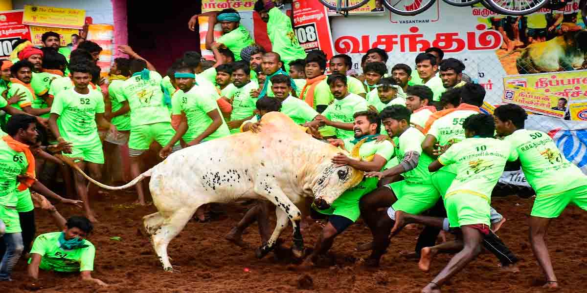 ஜல்லிக்கட்டில் மாட்டுக்கொம்புக்கு இரையாவது சரியா?