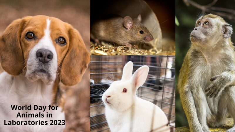 உலக ஆய்வக விலங்குகள் நாள்!