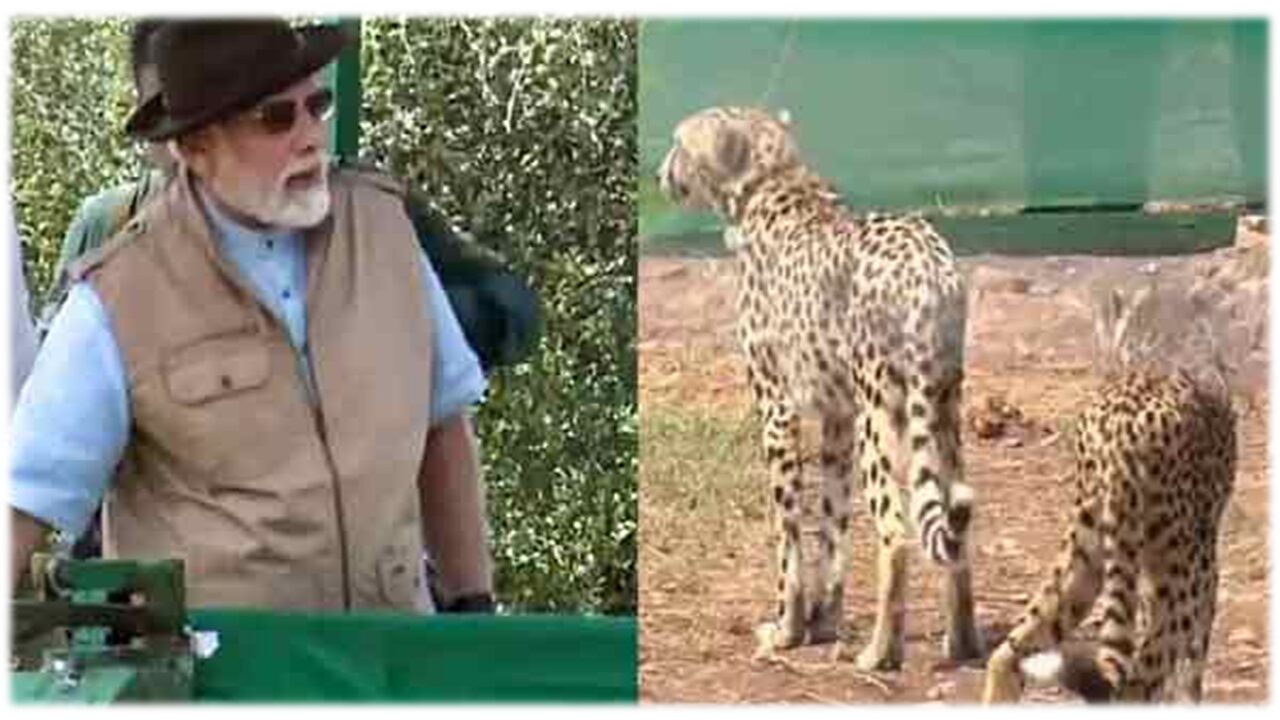 சிவிங்கிப்புலி திட்ட தோல்வி: மோடியின் விளம்பர வெறியும் பழங்குடியின பாதிப்பும்!