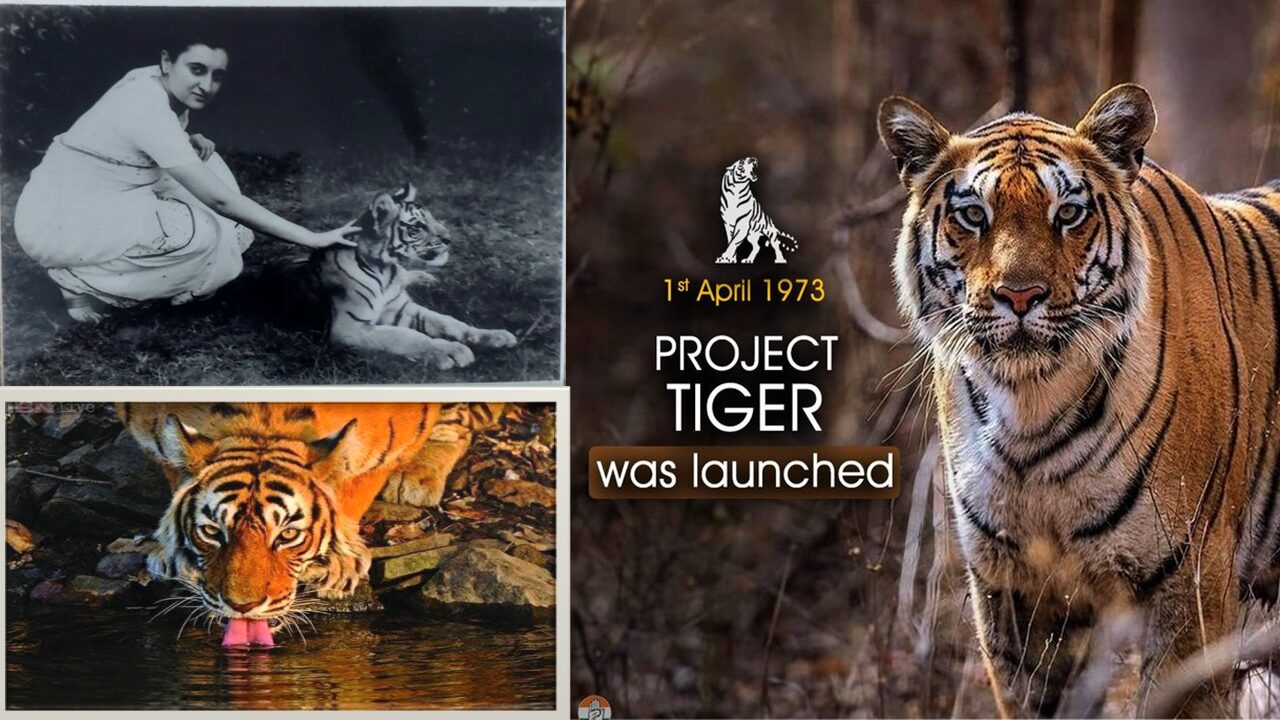 ‘புலிகளின் பாதுகாப்பில் இந்தியா’ – உலக நாடுகள் புகழாரம்!