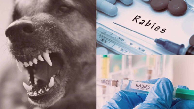 நாய்கடியும், ரேபிஸூம் – கொஞ்சம் எச்சரிக்கை & கொஞ்சம் விளக்கம்!