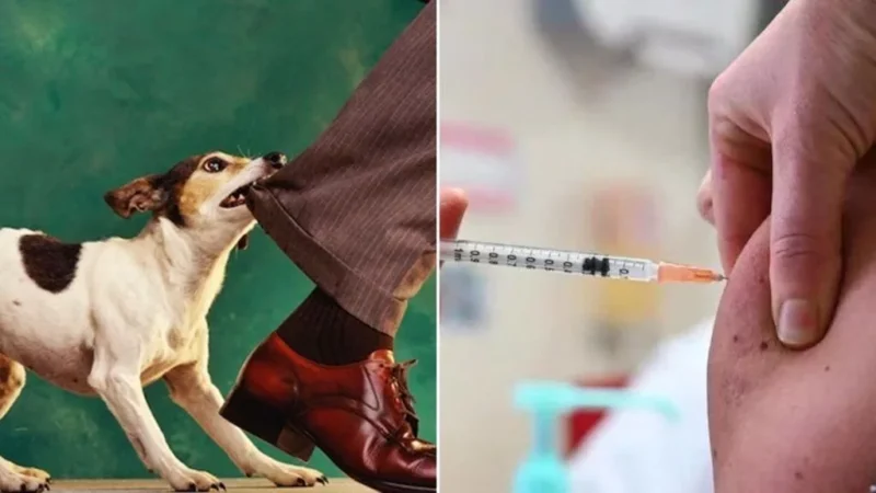 ரேபிஸ் தடுப்பூசி பற்றாக்குறை மற்றும் விநியோகத்தில் குளறுபடிகள்: மக்கள் அச்சம்!