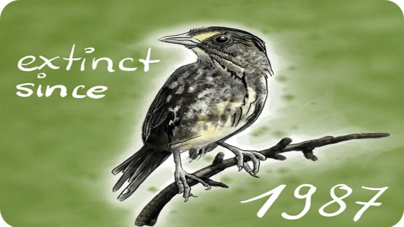 கடைசி ‘கரிய கடற்பகுதிக் குருவி’ மறைந்த துயர நாள் (1987)!