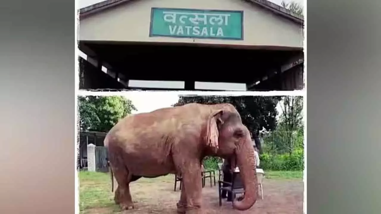 ஆசியாவின் மூத்த யானை வத்சலா உயிர் பிரிந்தது!
