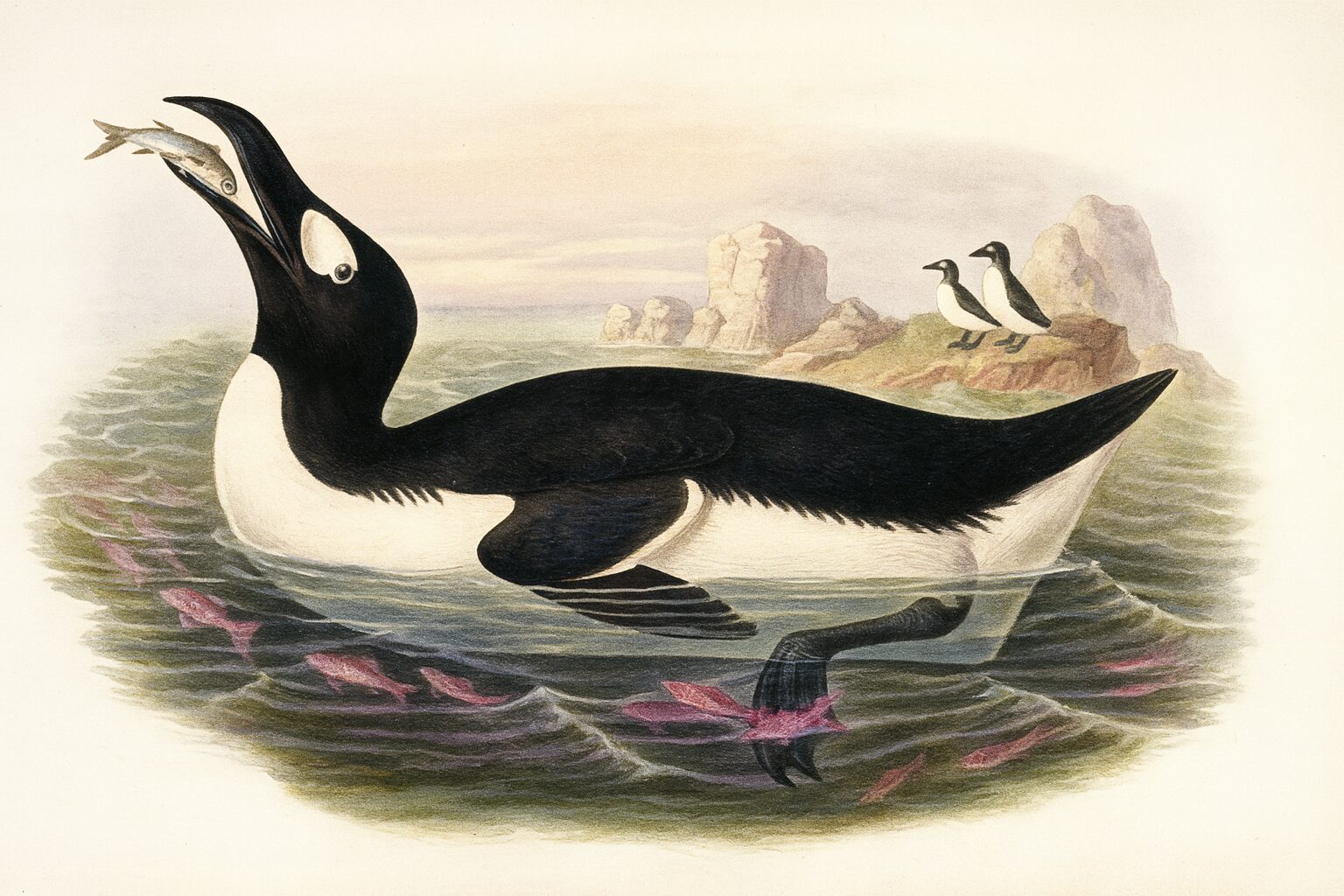 “ஓக்’ பறவை” இனத்தின் கடைசி ஜோடி கொல்லப்பட்ட நாளின்று!