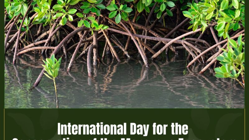 சர்வதேச சதுப்புநிலக் காடுகள் பாதுகாப்பு மற்றும் பல்லுயிர் பாதுகாப்பு தினம்!