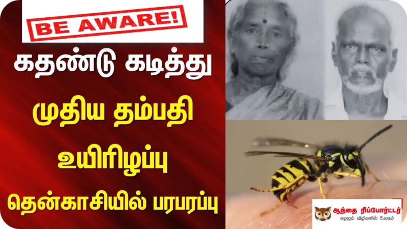கதண்டுக் கொட்டு: தென்காசி துயரம் முதல் உயிர்காக்கும் வழிமுறைகள் வரை – ஓர் அவசர அலசல்!