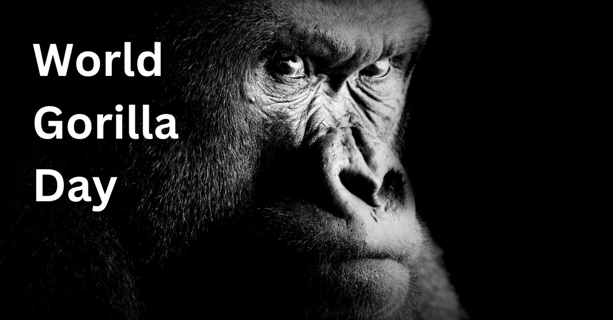 உலக கொரில்லா தினம்!