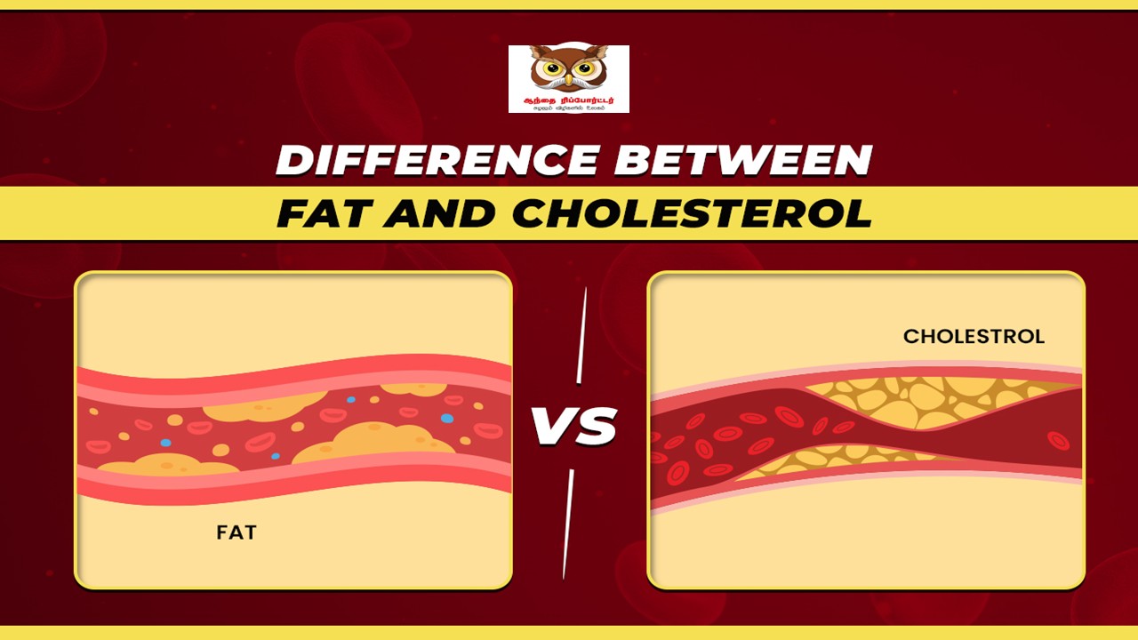 கொழுப்பு Vs. கொலஸ்ட்ரால்: இரண்டும் ஒன்றா? ஒரு மருத்துவ விளக்கம்