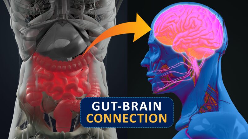 குடல் & மூளை = இரண்டையும் இணைக்கும் மறைக்கப்பட்ட பாலம்!