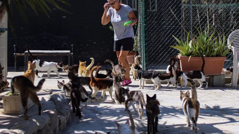 பூனைகள் தேசம் சைப்ரஸ்: மனிதர்களை மிஞ்சிய பூனைகள் எண்ணிக்கை!